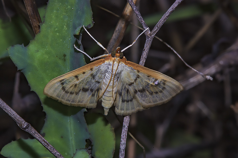 Hodebertia testalis - Crambidae